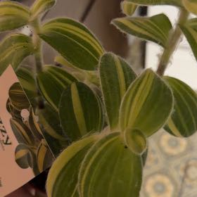 Photo of the plant species Trafescantia by @OrnamentalCosmo named Lebron on Greg, the plant care app