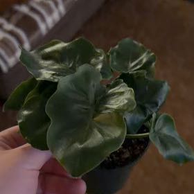 Photo of the plant species Philodendron 'Super Atom' by @OrnamentalCosmo named Tupot amaroot on Greg, the plant care app