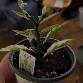 Photo of the plant species Pedilanthus tithymaloides 'Variegata' by @OrnamentalCosmo named Einstein on Greg, the plant care app