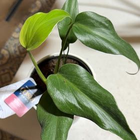 Photo of the plant species Burle Marx Flame Monstera by @OrnamentalCosmo named Einstein on Greg, the plant care app