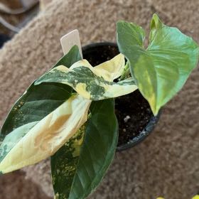 Photo of the plant species Syngonium aurea by @OrnamentalCosmo named Drake on Greg, the plant care app