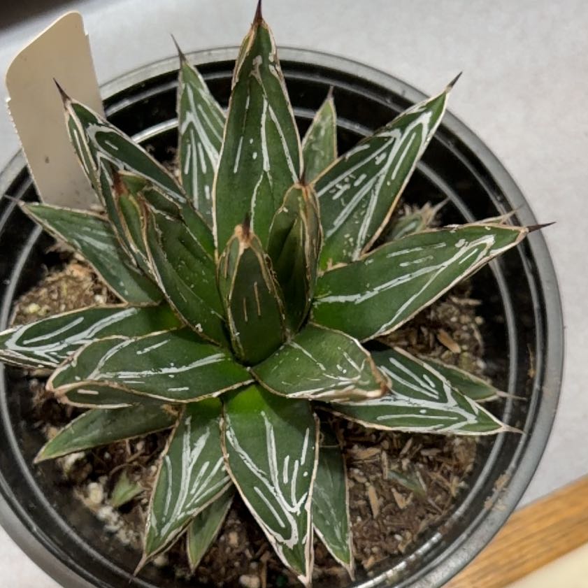Photo of the plant species Queen Victoria Agave by @OrnamentalCosmo named Prince on Greg, the plant care app