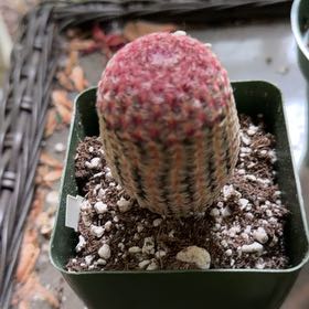 Photo of the plant species Comb Hedgehog Cactus by @OrnamentalCosmo named Marilyn on Greg, the plant care app