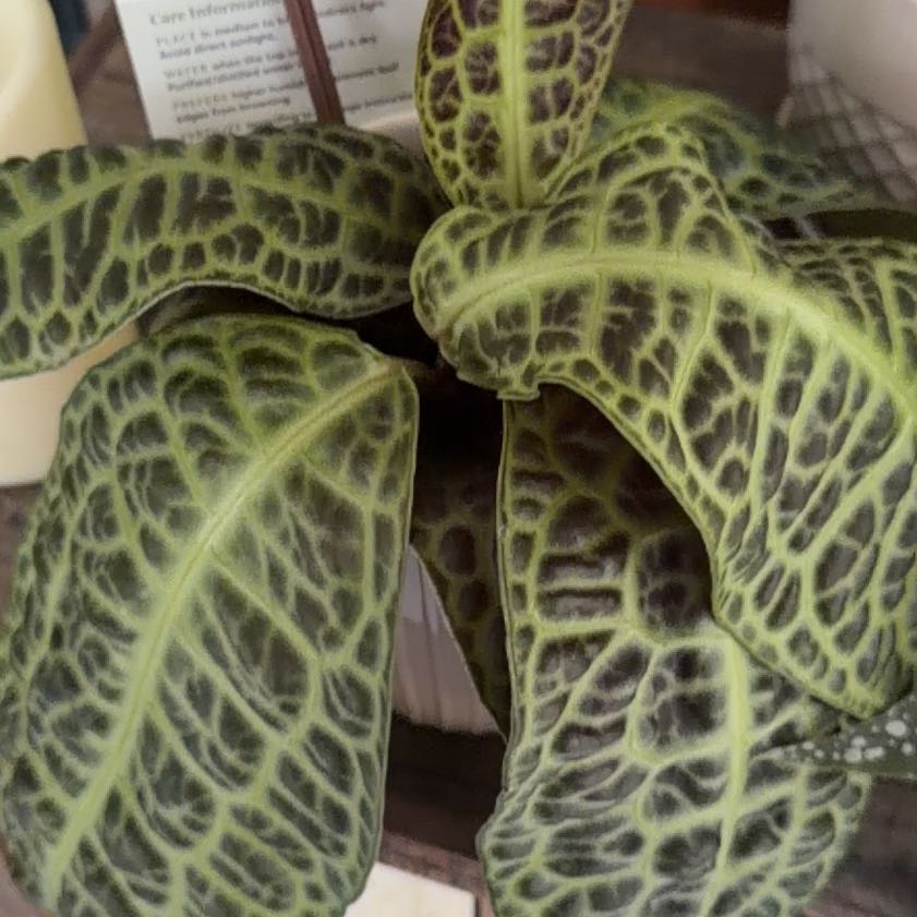 Photo of the plant species Goodyera Pubescens by @OrnamentalCosmo named Sherlock on Greg, the plant care app