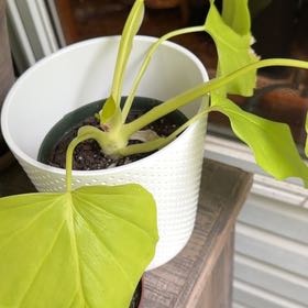 Photo of the plant species Philodendron 'Aurea Flavum' by @OrnamentalCosmo named Kobe on Greg, the plant care app