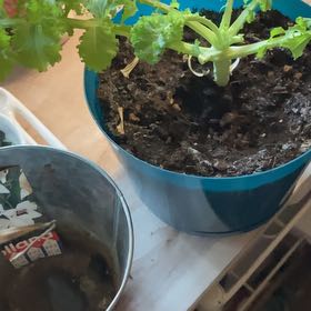 Photo of the plant species Kale by @Plantfrendz named Mando on Greg, the plant care app