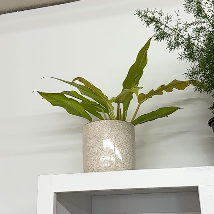 Photo of the plant species Philodendron 'Golden Saw' by @Lexiraquelsmith named Osmo on Greg, the plant care app