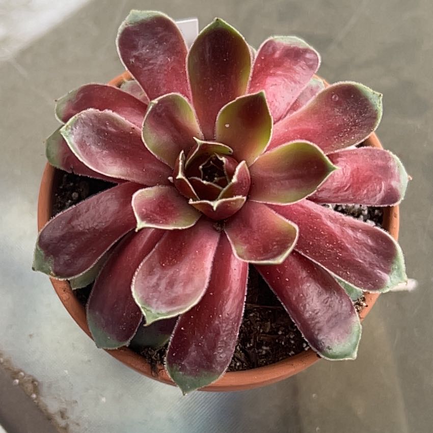 Photo of the plant species Assorted Hens and Chicks by @Mailei named Coconut crystal #1 sempervivum colorockz on Greg, the plant care app