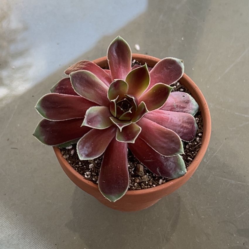 Photo of the plant species Assorted Hens and Chicks by @Mailei named Coconut crystal #2 sempervivum colorockz on Greg, the plant care app