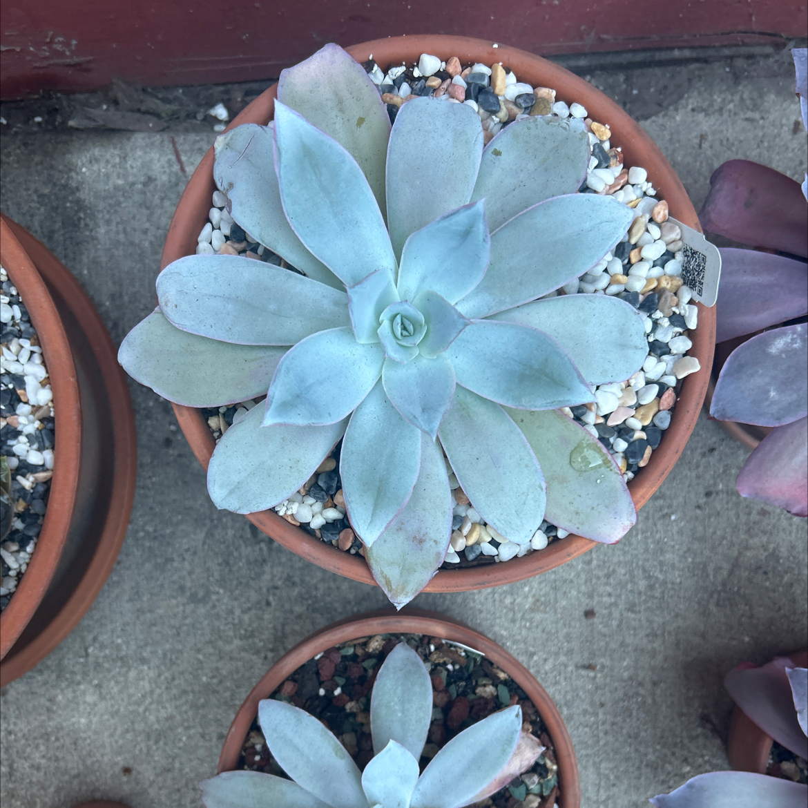 Photo of the plant species Echeveria Cante by @Mailei named Large cante on Greg, the plant care app