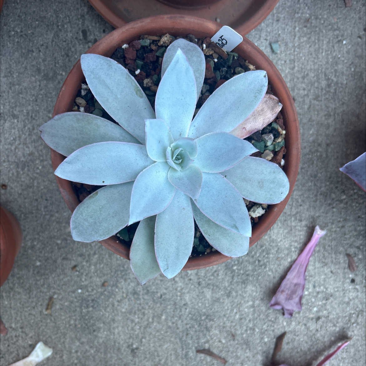 Photo of the plant species Echeveria Cante by @Mailei named Small cante on Greg, the plant care app