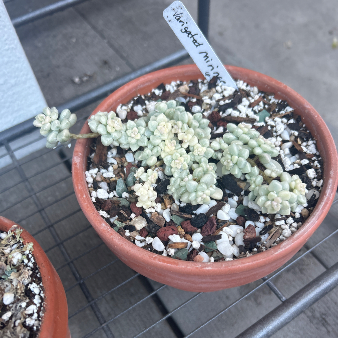 Photo of the plant species Graptopetalum 'Mirinae' by @Mailei named Varigated Mirinae on Greg, the plant care app