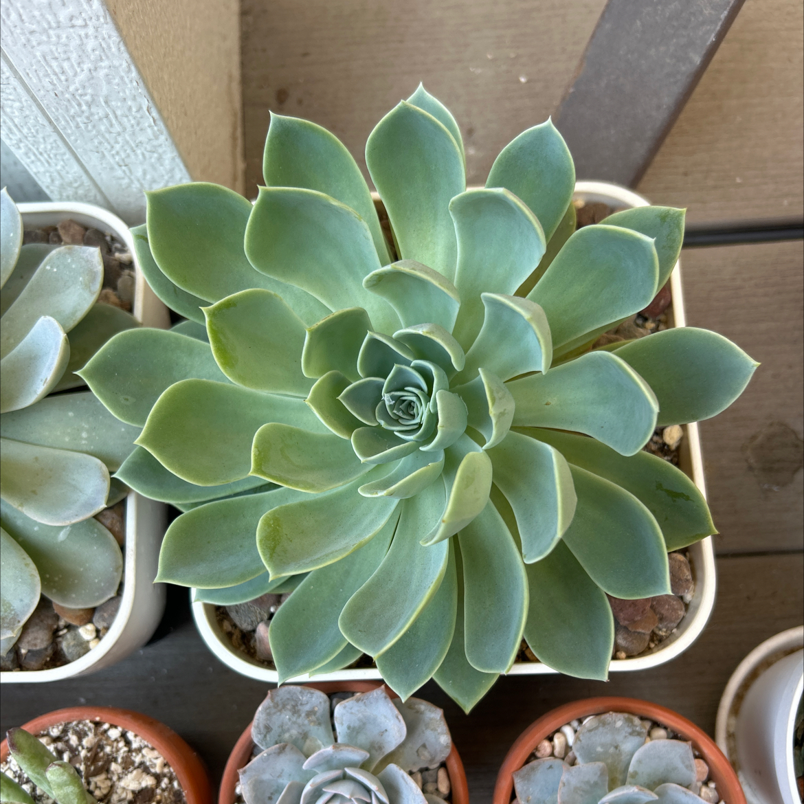 Photo of the plant species Echeveria Blue Atoll by @Mailei named Harper on Greg, the plant care app