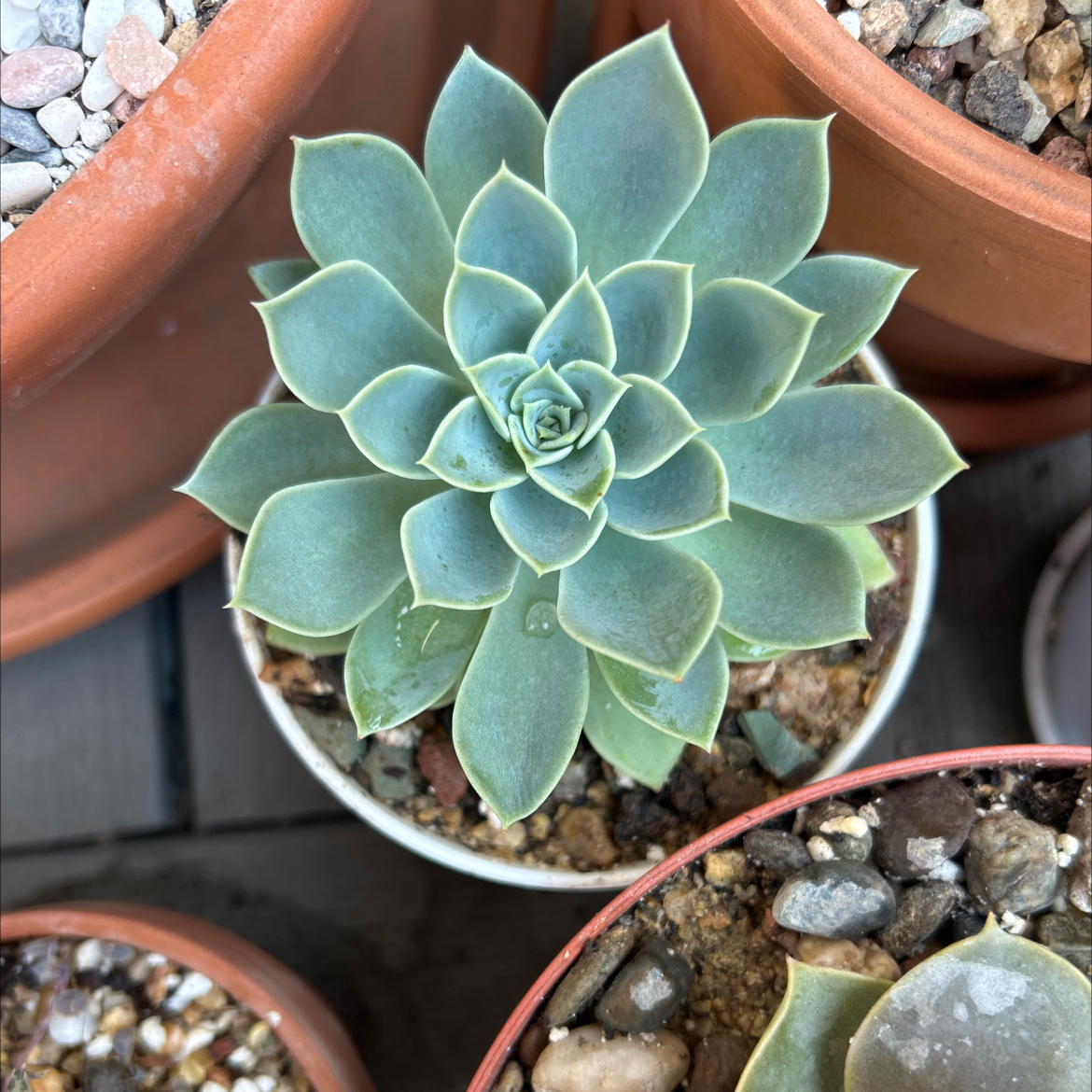 Photo of the plant species Echeveria Blue Atoll by @Mailei named 4” plastic on Greg, the plant care app