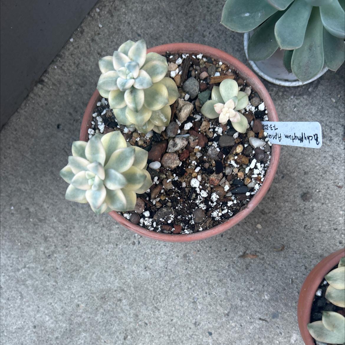 Photo of the plant species Apricot Beauty by @Mailei named Apricot Beauty on Greg, the plant care app