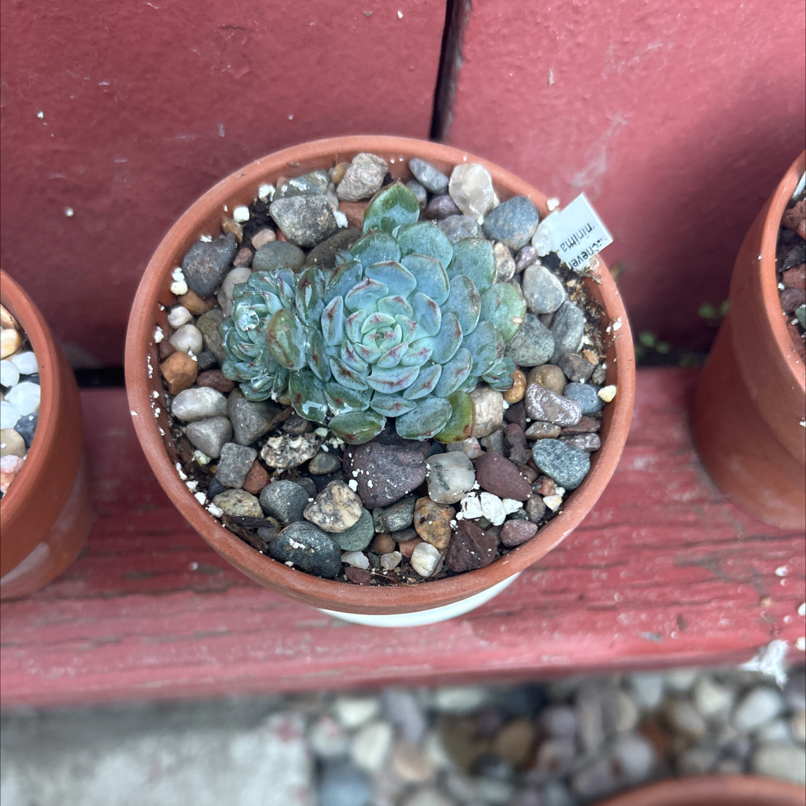 Photo of the plant species Echeveria Minima by @Mailei named Taylor Swift on Greg, the plant care app