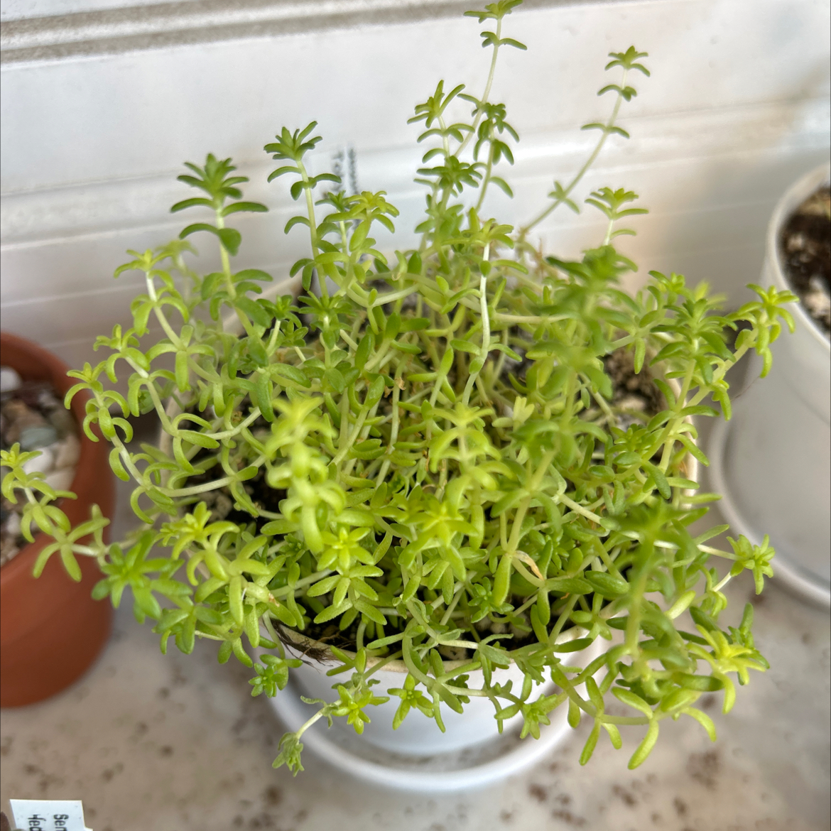Photo of the plant species Sedum japonicum 'Tokyo Sun' by @Mailei named Aria on Greg, the plant care app