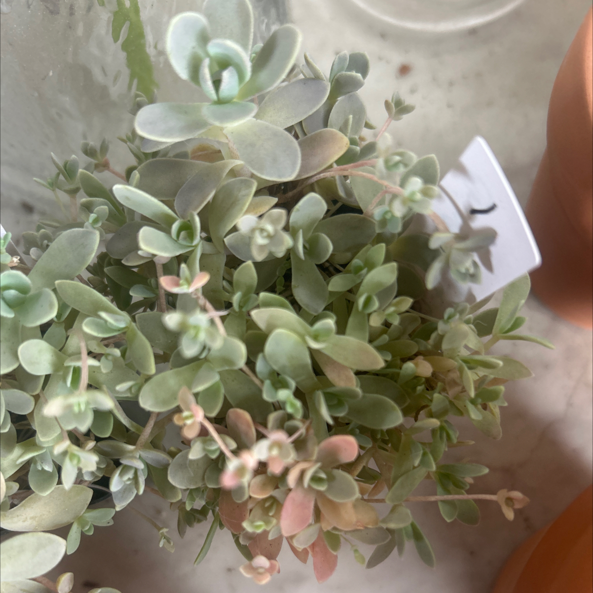 Photo of the plant species Chinese Dunce Cap by @Mailei named Chinese dunce cap #1 on Greg, the plant care app