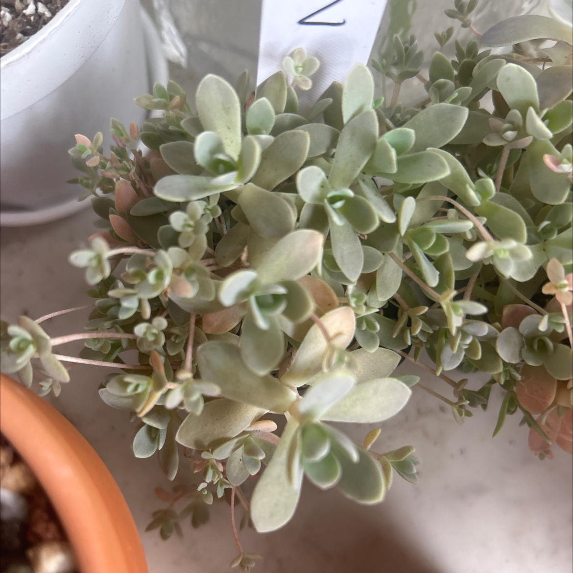 Photo of the plant species Chinese Dunce Cap by @Mailei named Chinese dunce cap #2 on Greg, the plant care app