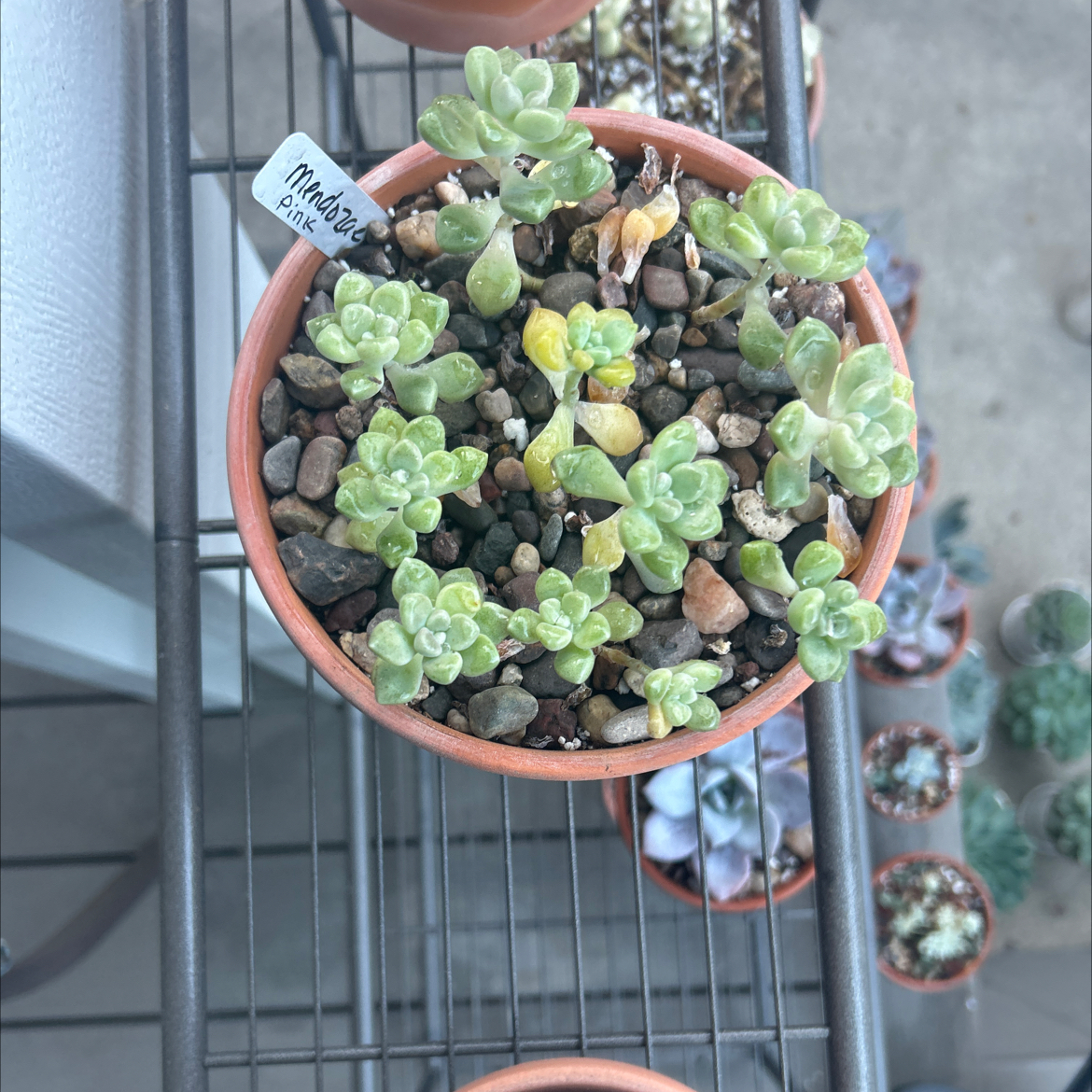 Photo of the plant species Graptopetalum mendozae by @Mailei named Mendozae cuttings (pink) on Greg, the plant care app