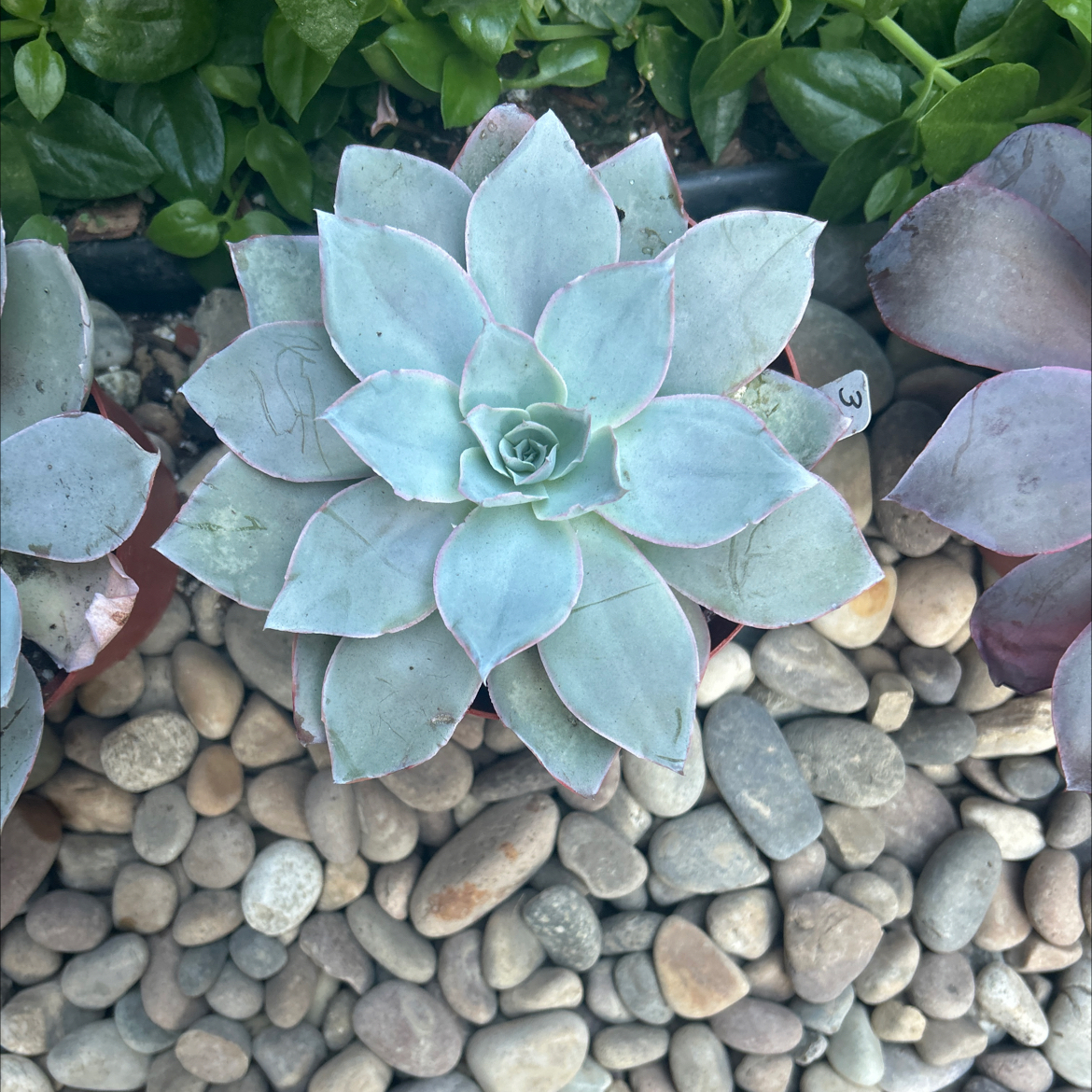 Photo of the plant species Echeveria Cante by @Mailei named Cante #3 on Greg, the plant care app
