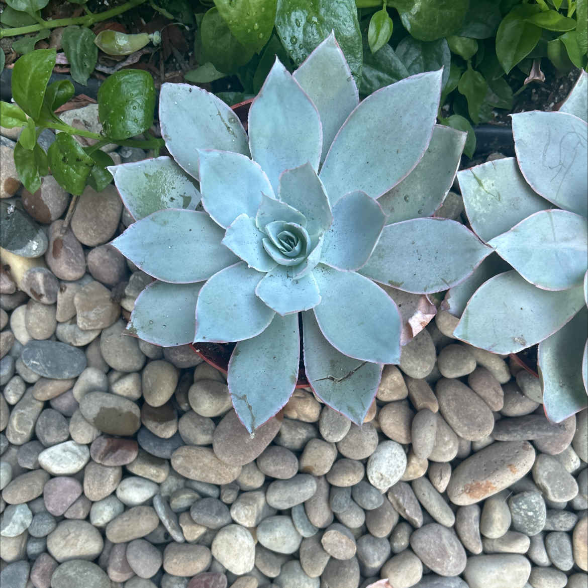 Photo of the plant species Echeveria Cante by @Mailei named Cante #4 on Greg, the plant care app