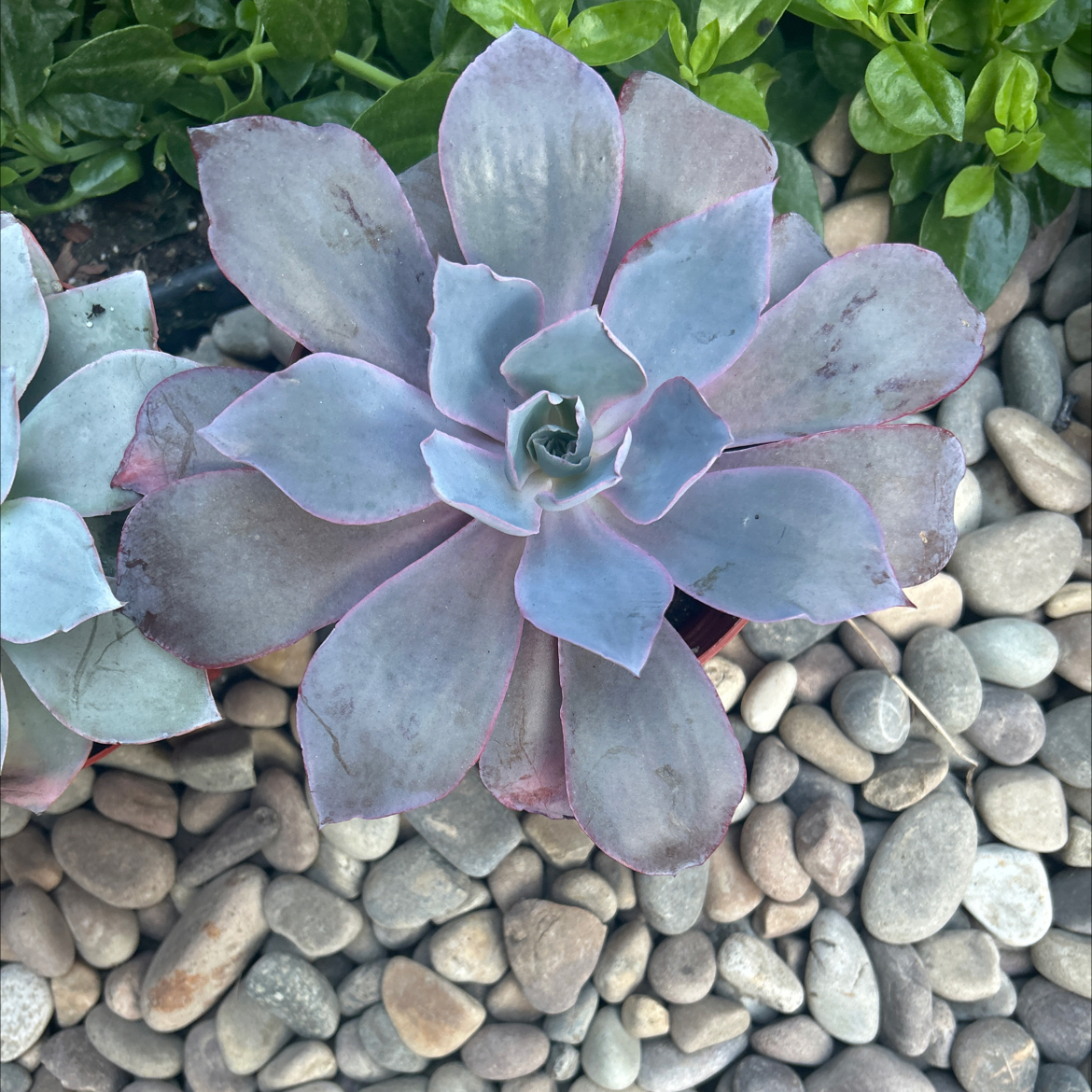 Photo of the plant species Echeveria 'Afterglow' by @Mailei named Afterglow 5 on Greg, the plant care app