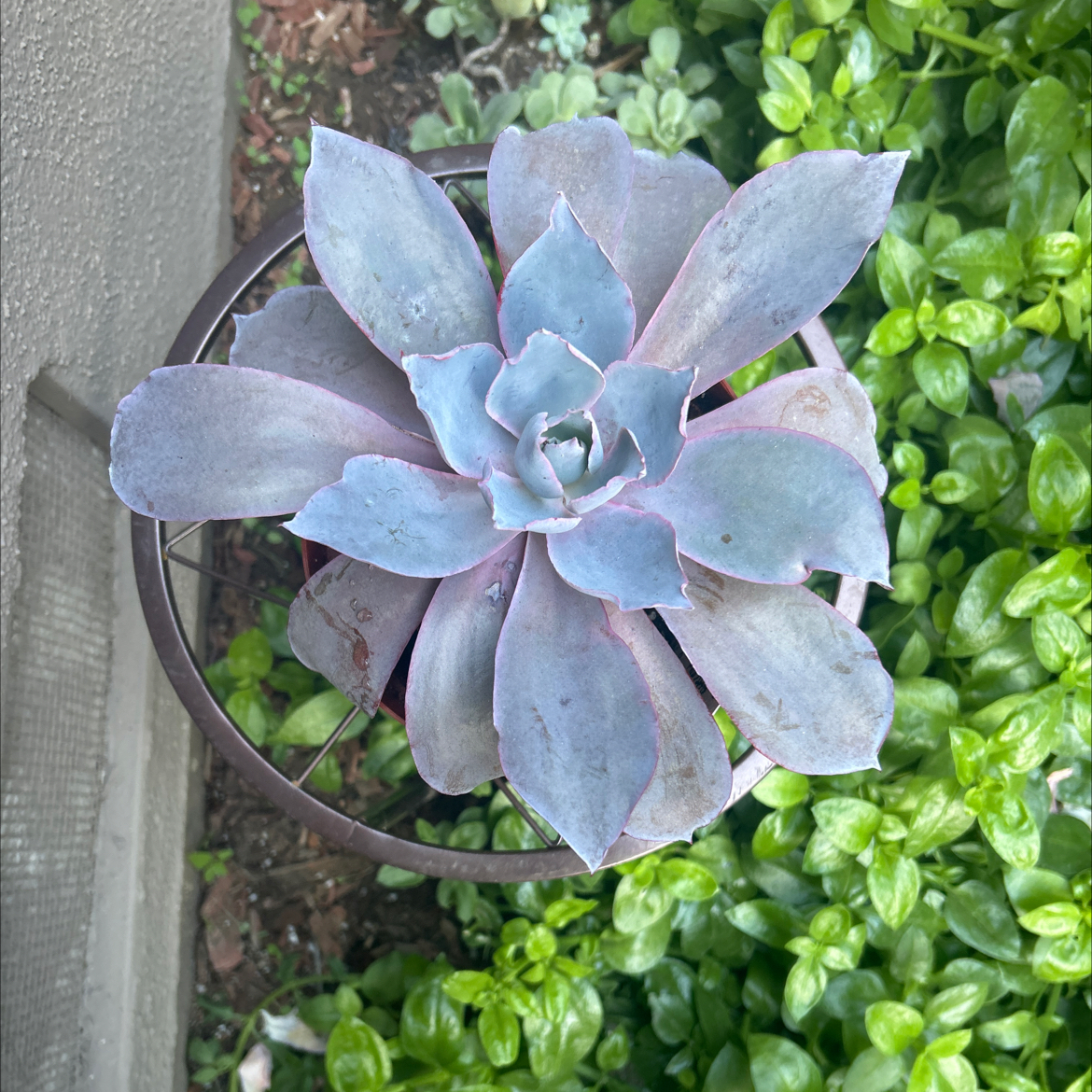 Photo of the plant species Echeveria 'Afterglow' by @Mailei named Afterglow 6 on Greg, the plant care app