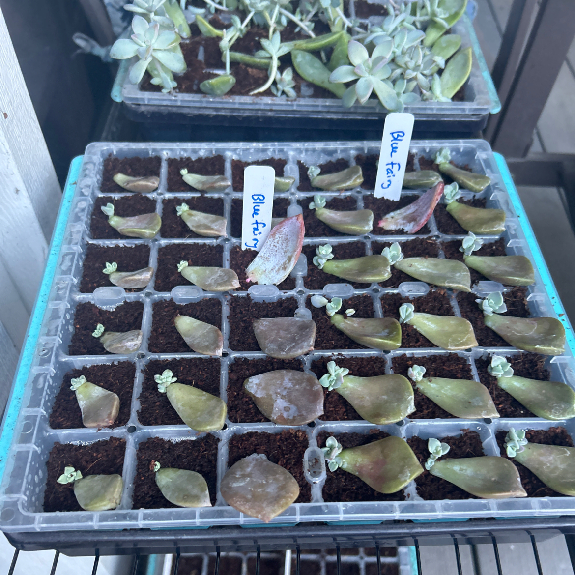 Photo of the plant species Graptopetalum 'Purple Delight' by @Mailei named Purple delight leaf babies on Greg, the plant care app