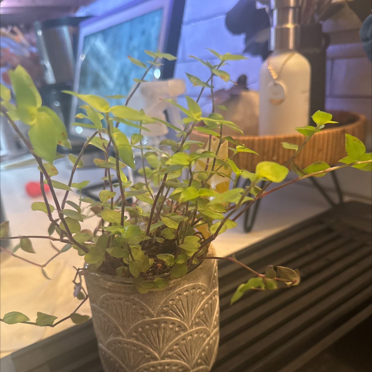 Photo of the plant species Callisia 'Gold' by @HotAnise63 named Michelle Branch on Greg, the plant care app