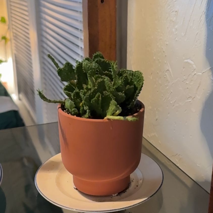 Photo of the plant species Green Coral Cactus by @MovingCocoplum9 named Freddie Mercury on Greg, the plant care app