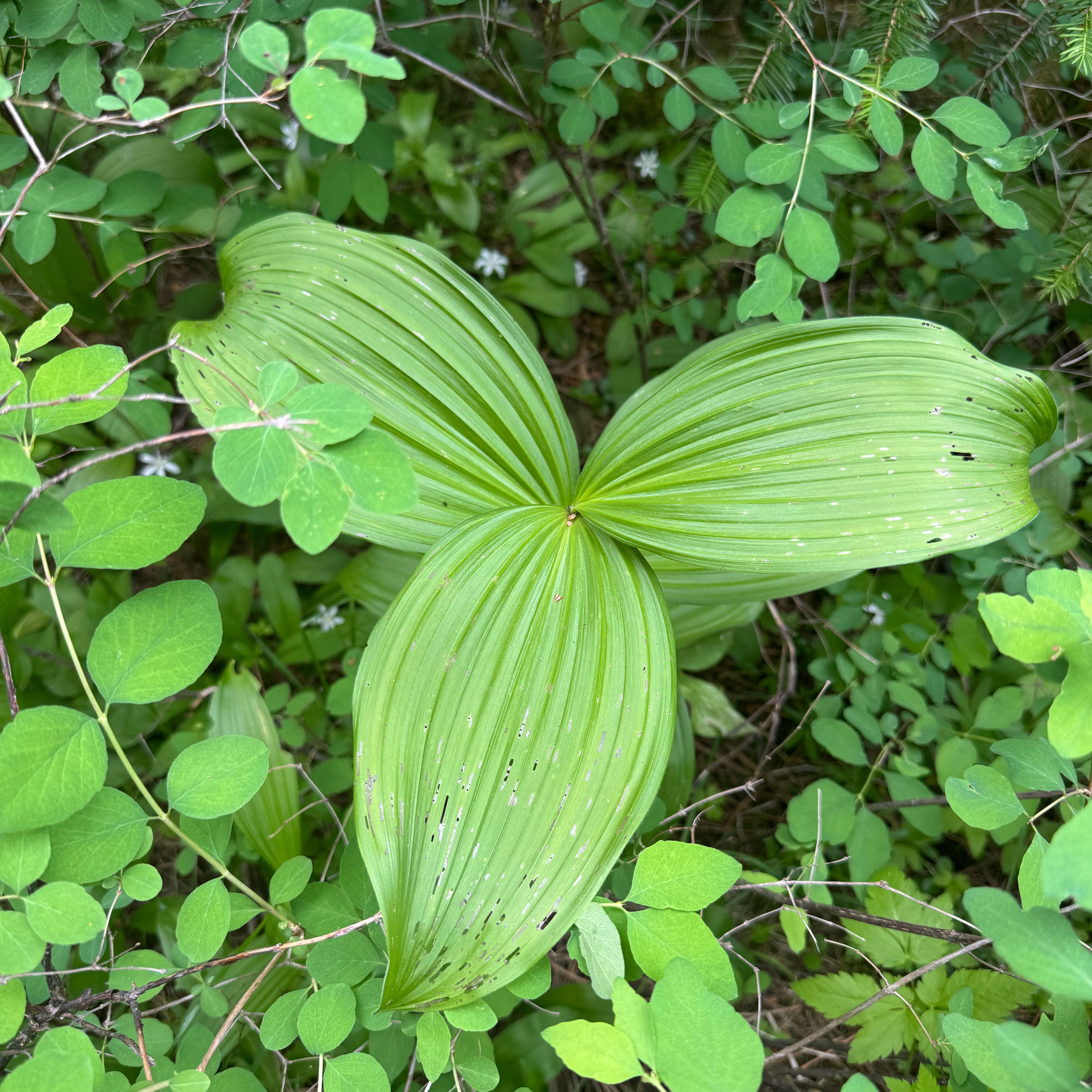 Photo of the plant species European White Hellebore by @FairPansy56 named Sigmund on Greg, the plant care app