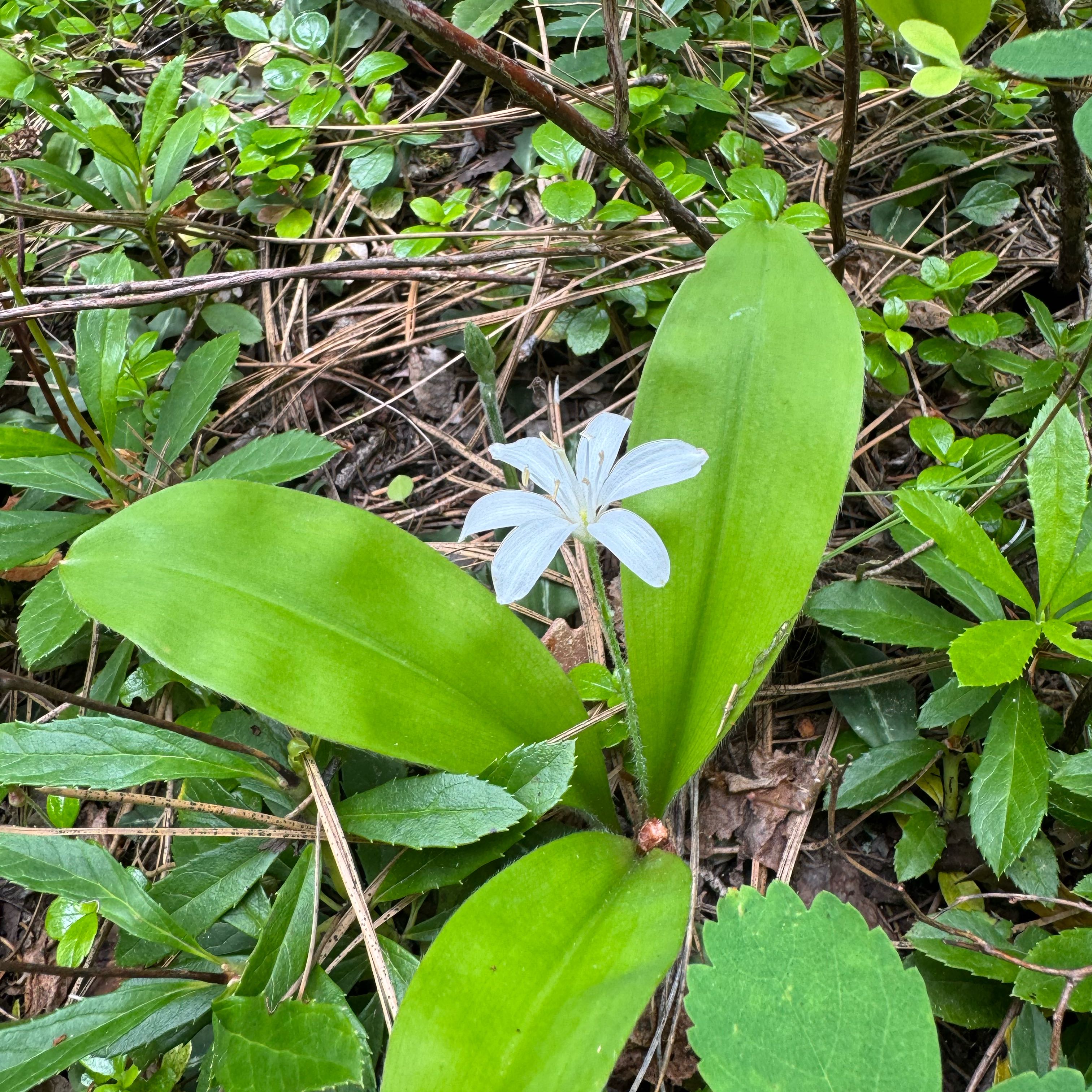 Photo of the plant species Yellow Clintonia by @FairPansy56 named Aria on Greg, the plant care app