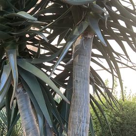 Photo of the plant species Canary Island Dragon Tree by @SvelteSalsa44 named Marley on Greg, the plant care app