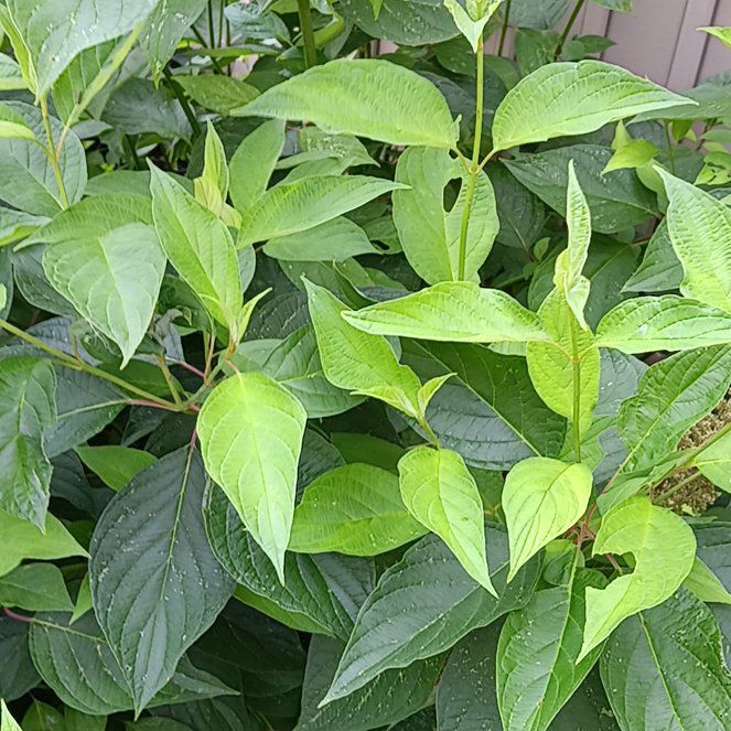 Photo of the plant species Harlequin Glorybower by @TiptopRedfir69 named Planty on Greg, the plant care app