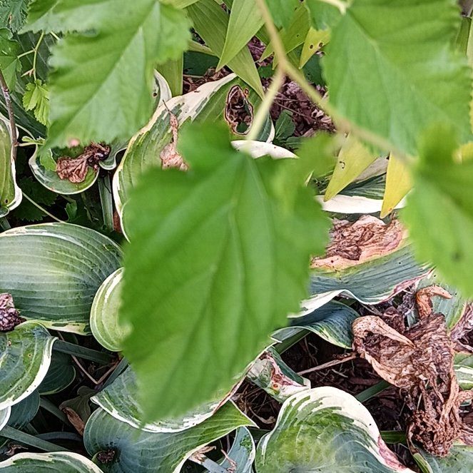 Photo of the plant species Hop by @TiptopRedfir69 named Orwell on Greg, the plant care app