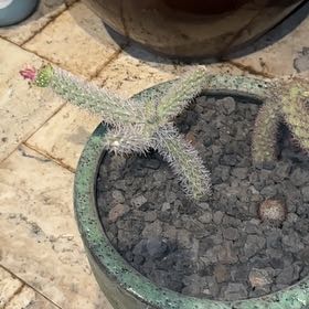 Photo of the plant species Octopus Cactus by @EclecticAgboy90 named Sir Plancelot on Greg, the plant care app