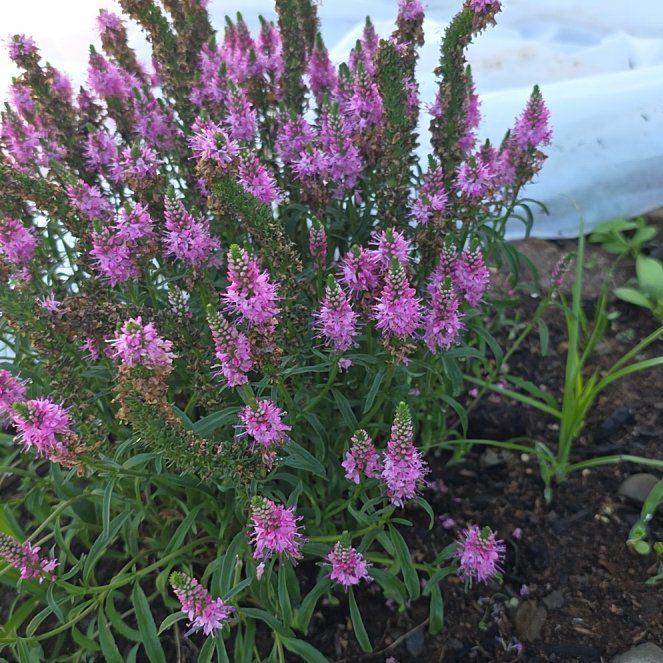 Photo of the plant species Veronica Magic Show® by @BonusJellybaby0 named Speedwell on Greg, the plant care app