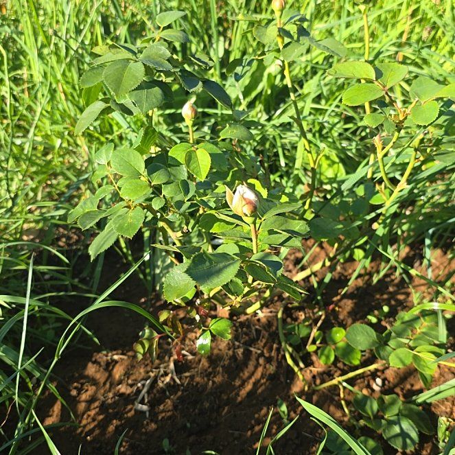 Photo of the plant species Rosa 'Earth Angel' by @BonusJellybaby0 named Earth Angel Rose on Greg, the plant care app