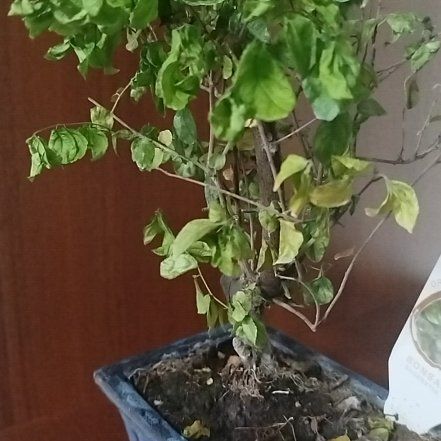 Photo of the plant species Chinese Sweet Plum by @FancySucc7 named Fernie Saunders on Greg, the plant care app