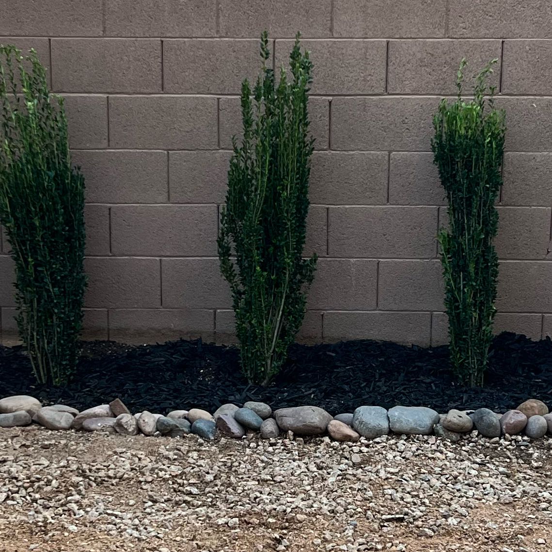 Photo of the plant species Sky Pencil Japanese Holly by @IconIcarus53 named Treeyoncé on Greg, the plant care app