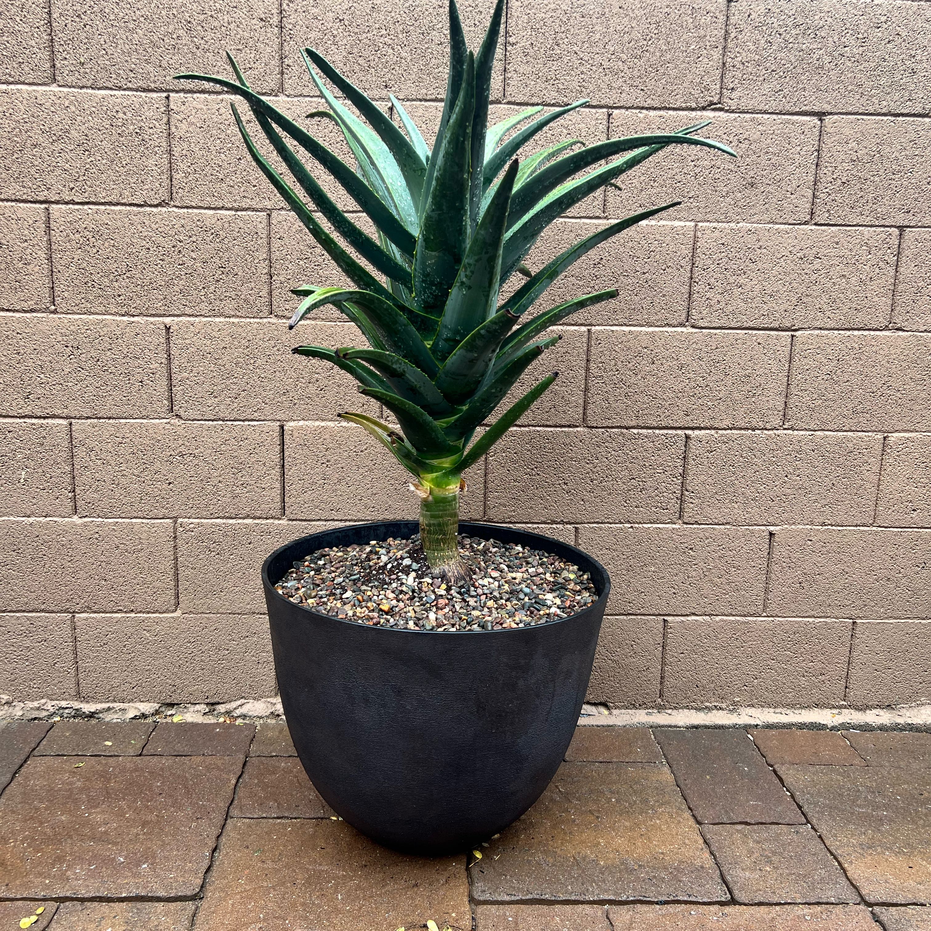 Photo of the plant species Hercules Aloe Tree by @IconIcarus53 named Sahara on Greg, the plant care app