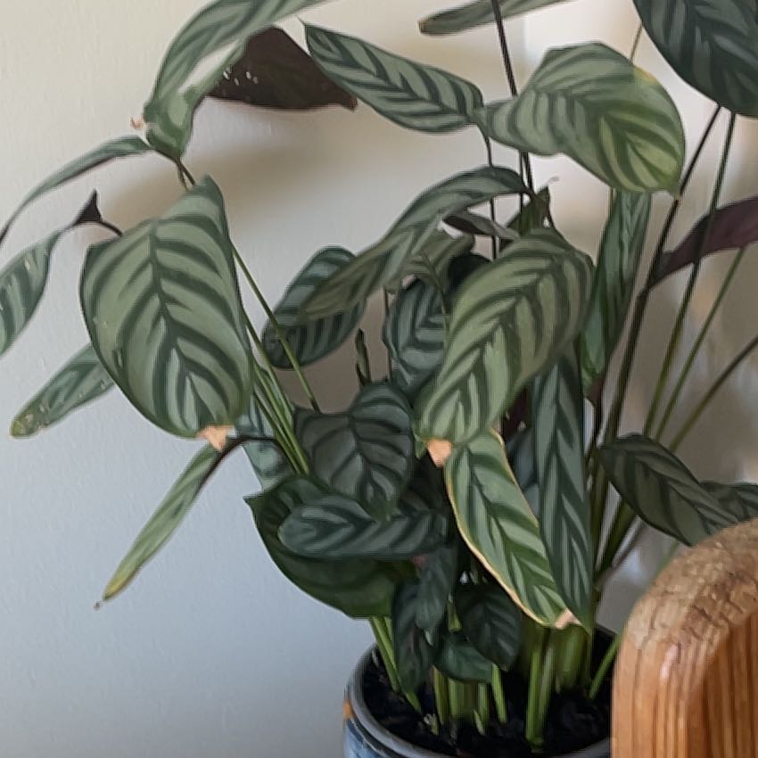 Photo of the plant species Levende Plant by @NotableHautree named Spike Leaves on Greg, the plant care app