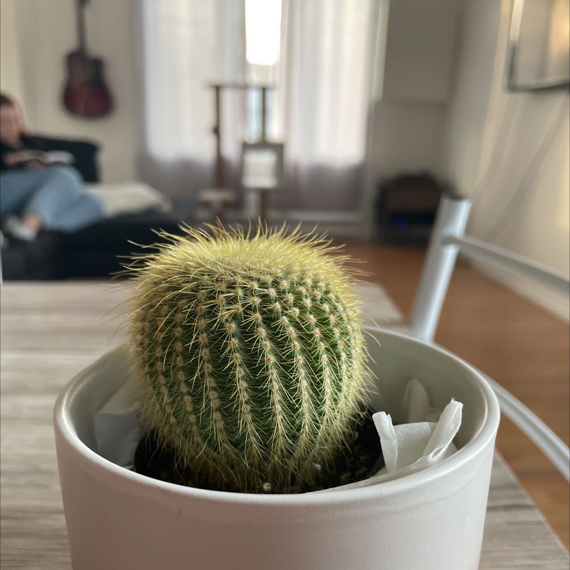 Rufus