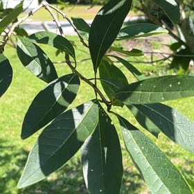 Photo of the plant species Fringetree by @PeppyIodanthus named Ronaldo on Greg, the plant care app