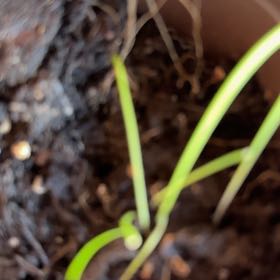 Photo of the plant species Nodding Onion by @SuccinctCat5 named Sir Plancelot on Greg, the plant care app