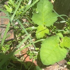 Photo of the plant species Yellow Long Neck Fig by @ArdentMaitake42 named Gomez on Greg, the plant care app