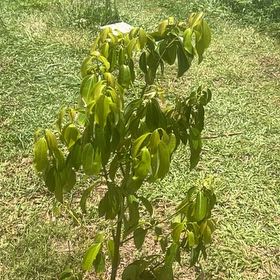 Photo of the plant species True cinnamon tree by @ArdentMaitake42 named Canela on Greg, the plant care app