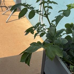 Photo of the plant species Broad Bean by @EntirelyTaro named Walt on Greg, the plant care app