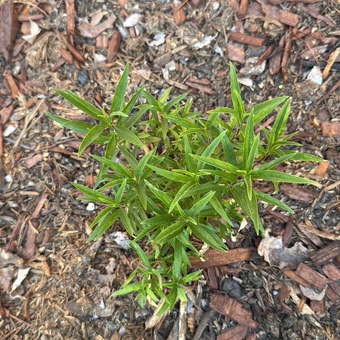 Photo of the plant species Common Gum Cistus by @IdealRhodotus43 named Queen on Greg, the plant care app